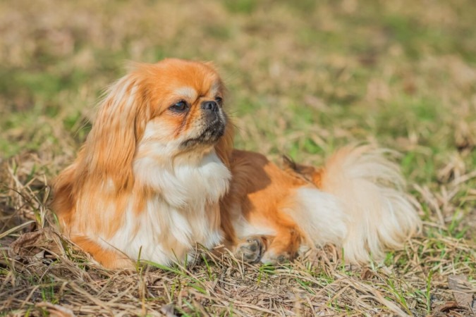 O pequinês é um cachorro corajoso e leal (Imagem: T.Den_Team | Shutterstock) -  (crédito: EdiCase)