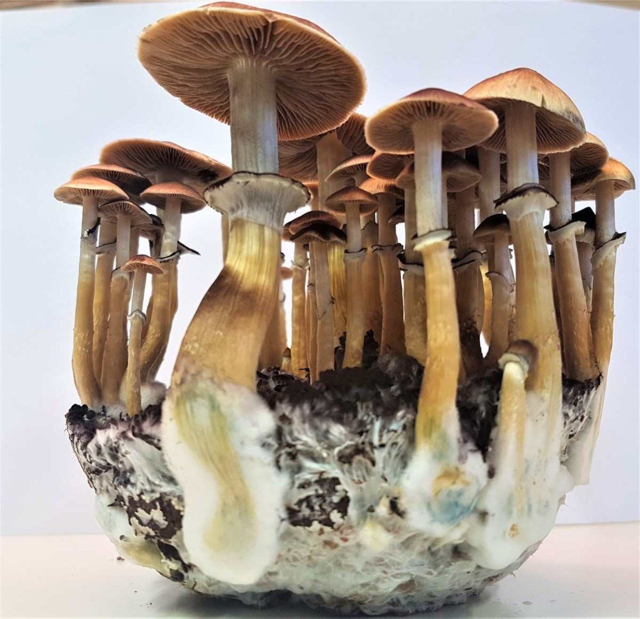 Psilocybe cubensis, cogumelo comumente utilizado em pesquisas Psilocybe cubensis, cogumelo comumente utilizado em pesquisas