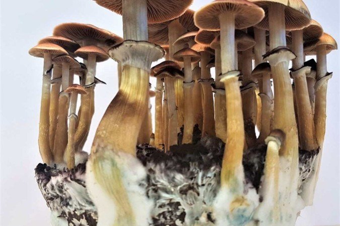 Psilocybe cubensis, cogumelo comumente utilizado em pesquisas