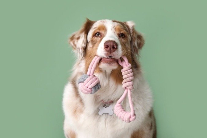 Os brinquedos oferecem estímulo cognitivo e sensorial aos pets (Imagem: Pixel-Shot | Shutterstock) - (crédito: EdiCase) Os brinquedos oferecem estímulo cognitivo e sensorial aos pets (Imagem: Pixel-Shot | Shutterstock) - (crédito: EdiCase)