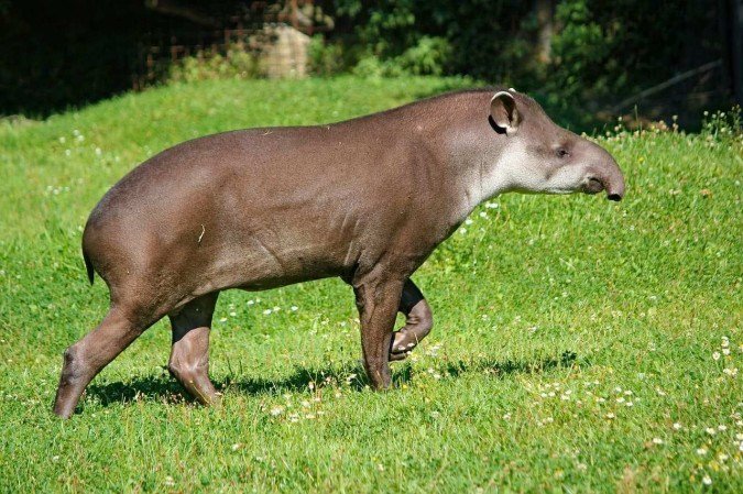 Animais correm risco com o abandono de animais domésticos em áreas de conservação - (crédito: Imagem de Dušan por Pixabay) Animais correm risco com o abandono de animais domésticos em áreas de conservação - (crédito: Imagem de Dušan por Pixabay)
