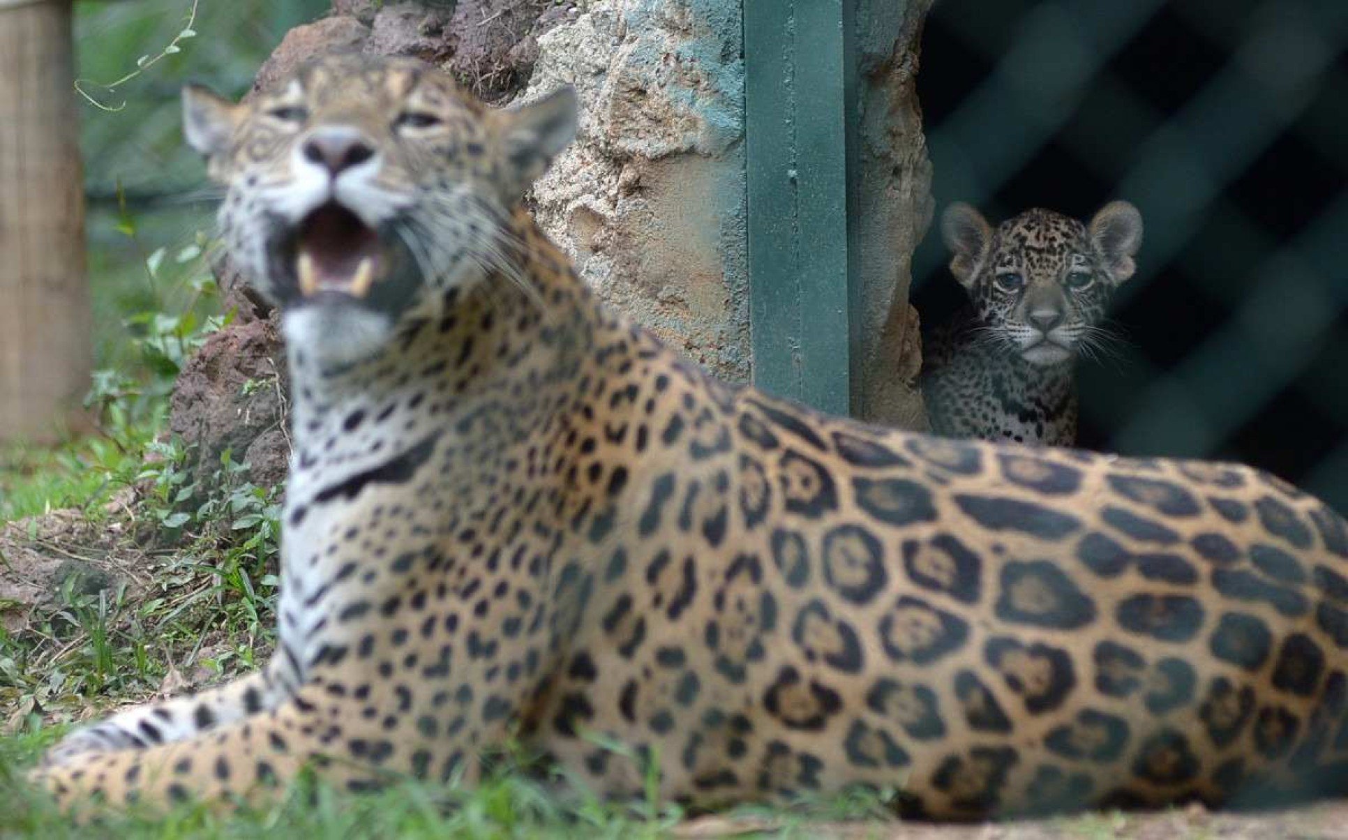 Ataque de onça: nós somos os invasores e precisamos evitar novas tragédias Ataque de onça: nós somos os invasores e precisamos evitar novas tragédias