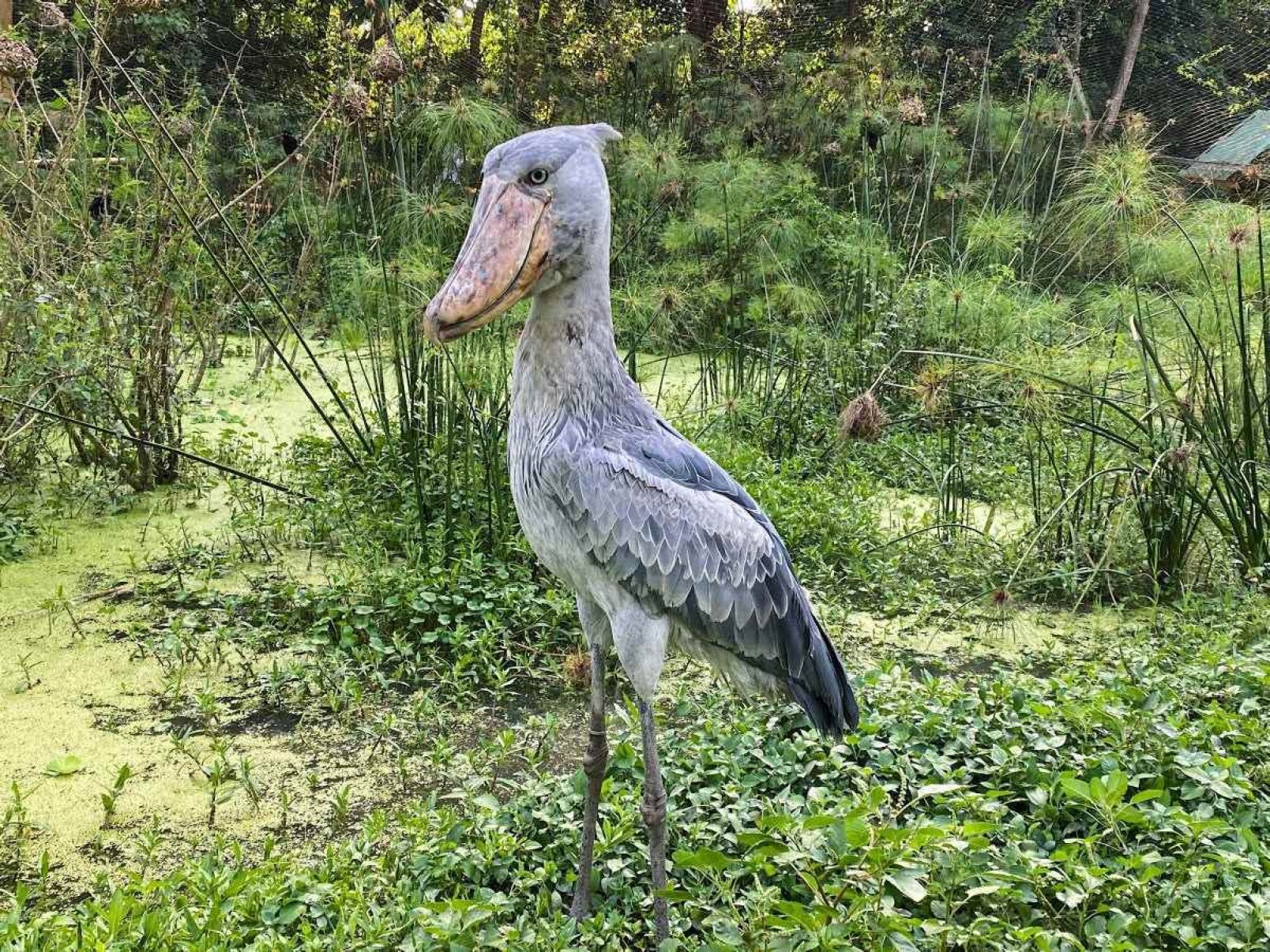 Cegonha-bico-de-sapato: a ave 