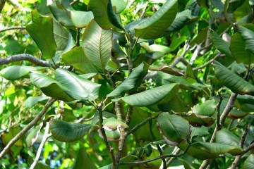 Magnólia (Magnolia sharpii), uma das espécies que entraram na lista deste ano -  (crédito: flickr/divulgação)