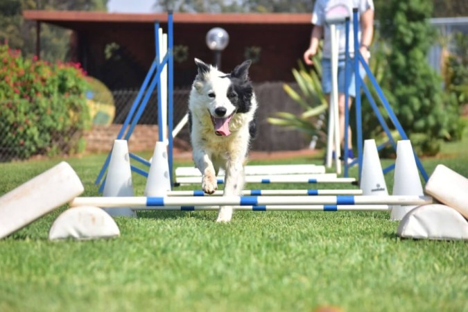 Alguns cachorros se destacam pela inteligência (Imagem: Marcel Blanc | Shutterstock) -  (crédito: EdiCase)