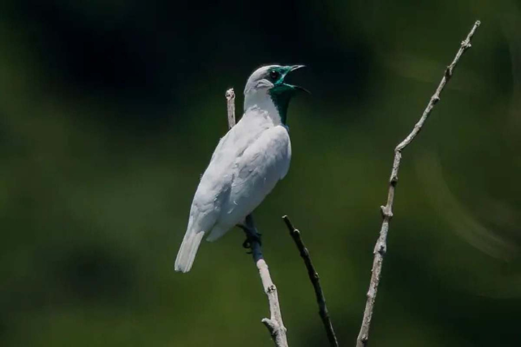 Os pássaros conhecidos por cantar alto