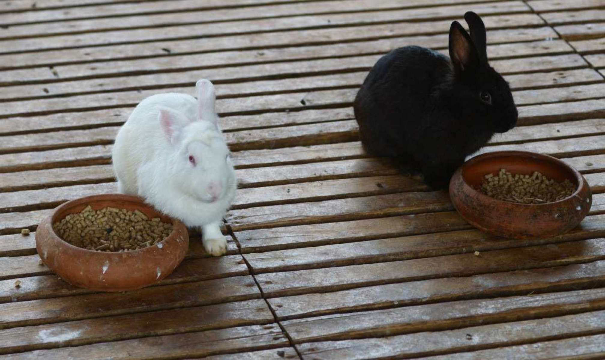 Os coelhos, fofos e apaixonantes, são adorados pelas famílias