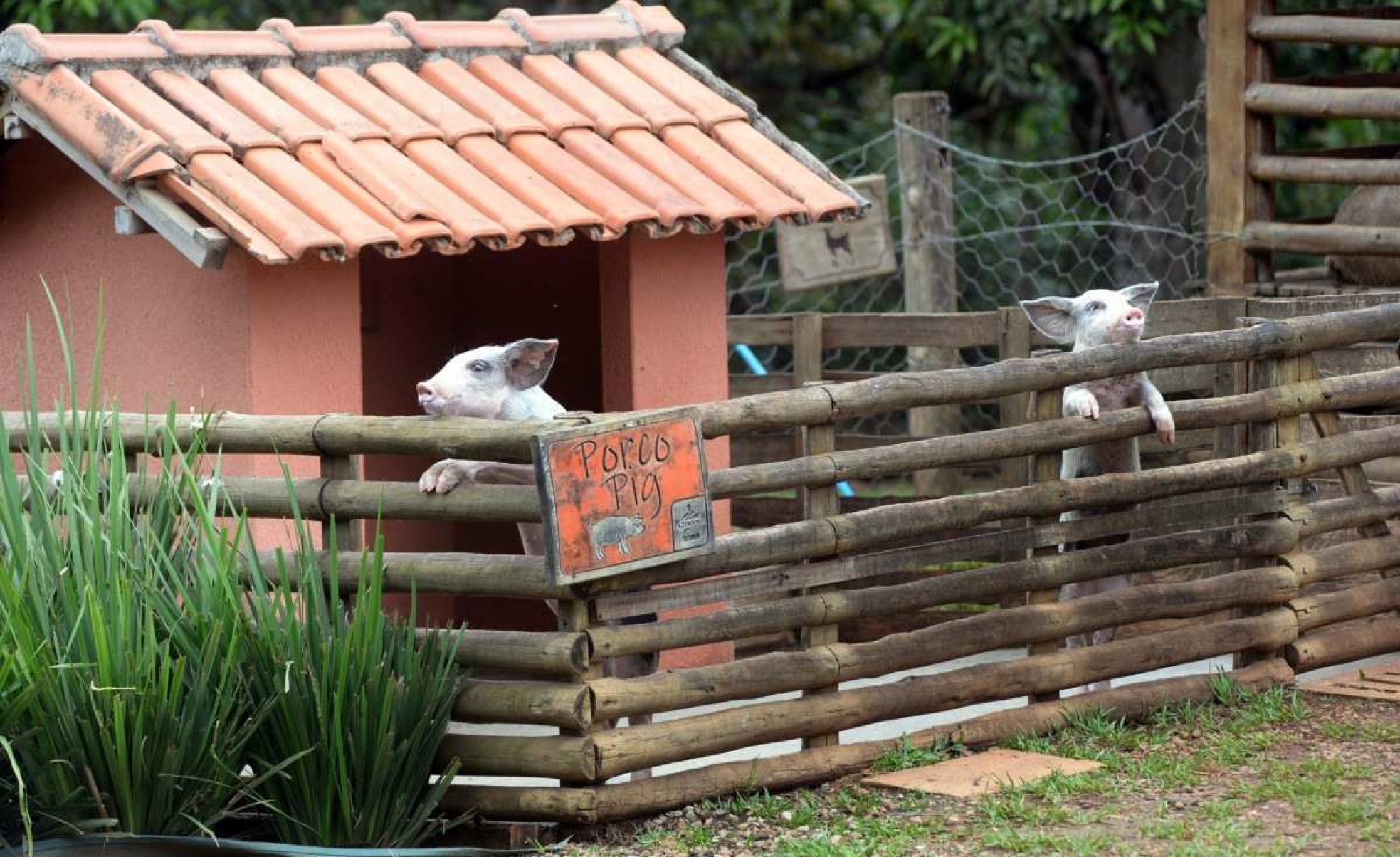 Os porquinhos também são venerados pelas crianças