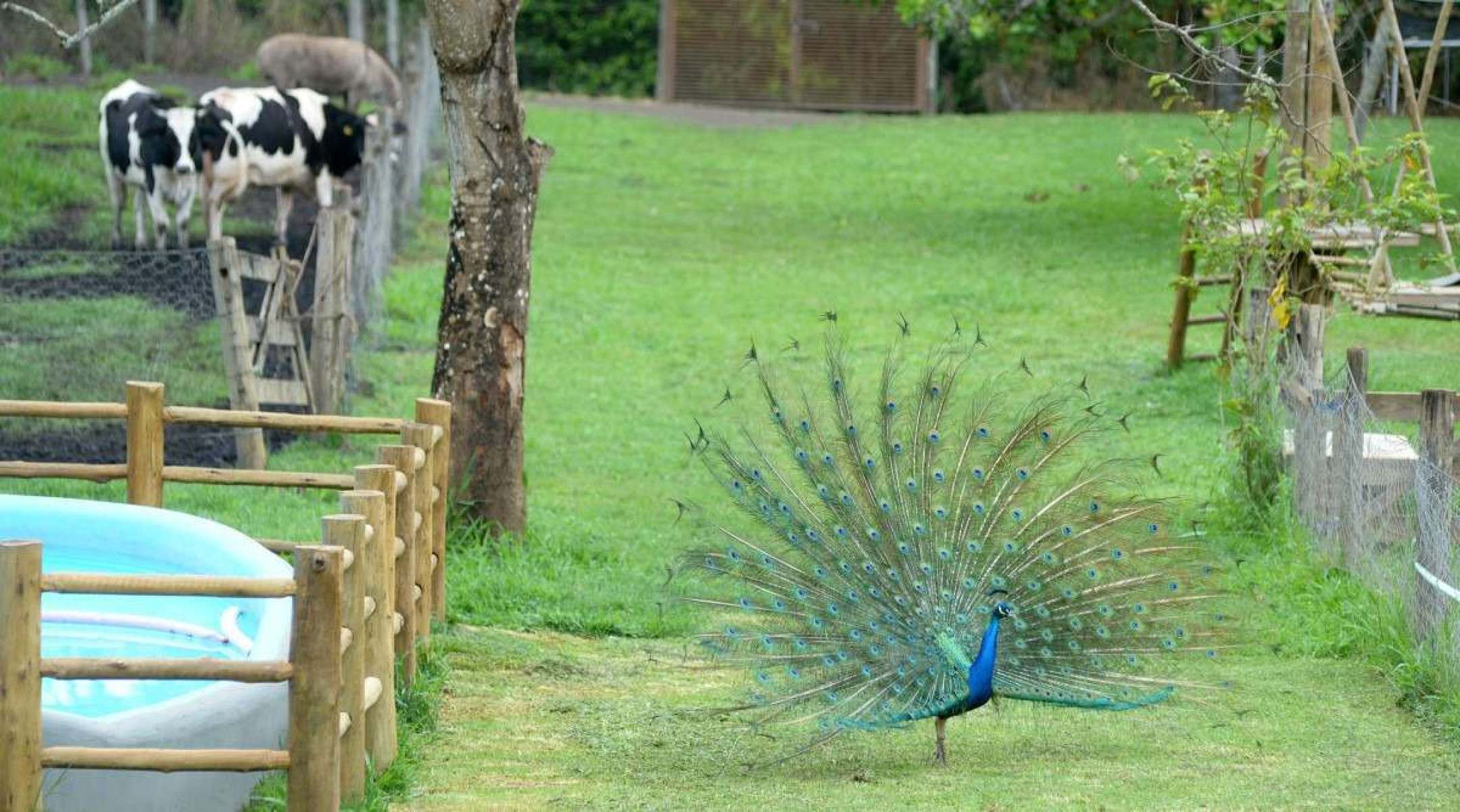 O imponente pavão é uma das belezas da Fazendinha Azul