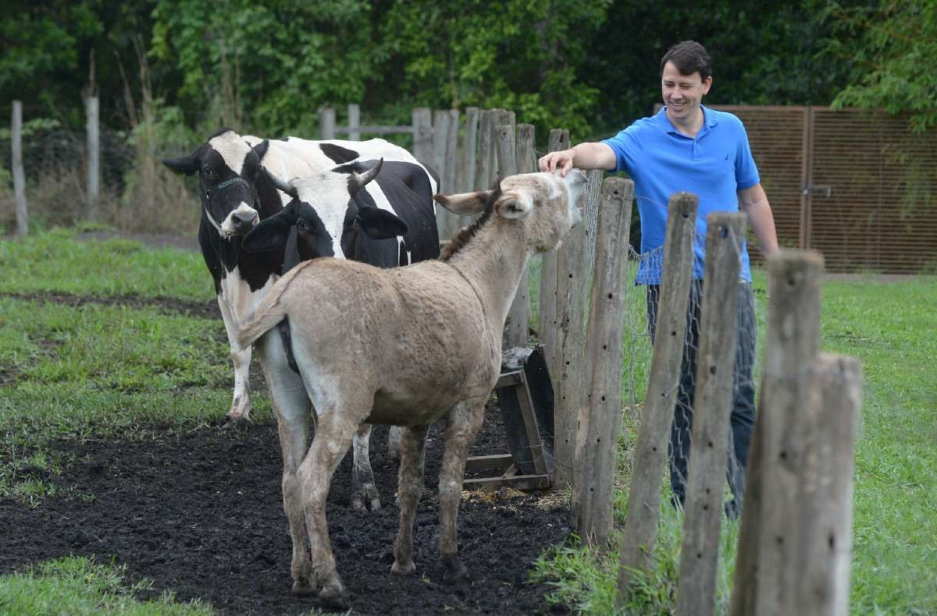 As vacas e outros bichos são as paixões da criançada