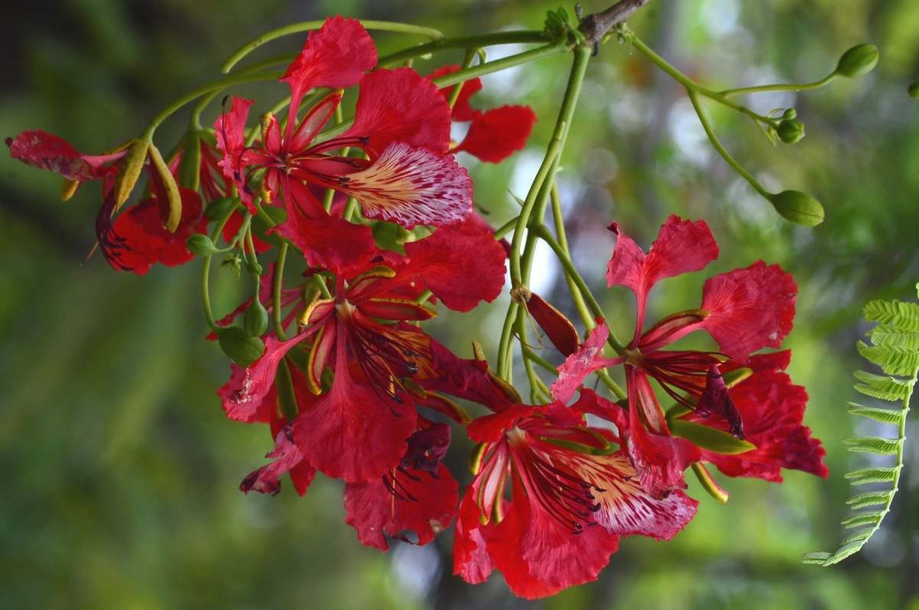 Flamboyants ganham as ruas de Brasília