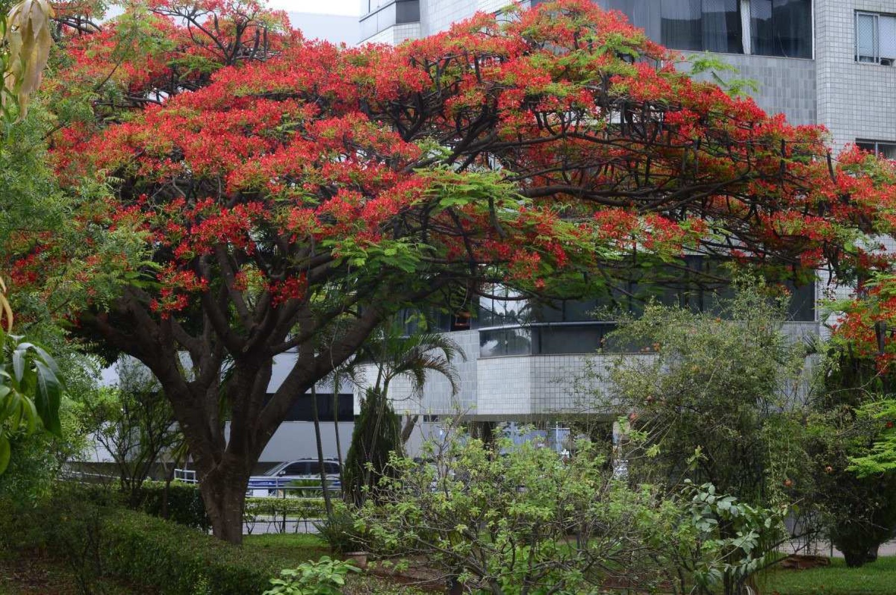 Flamboyants ganham as ruas de Brasília