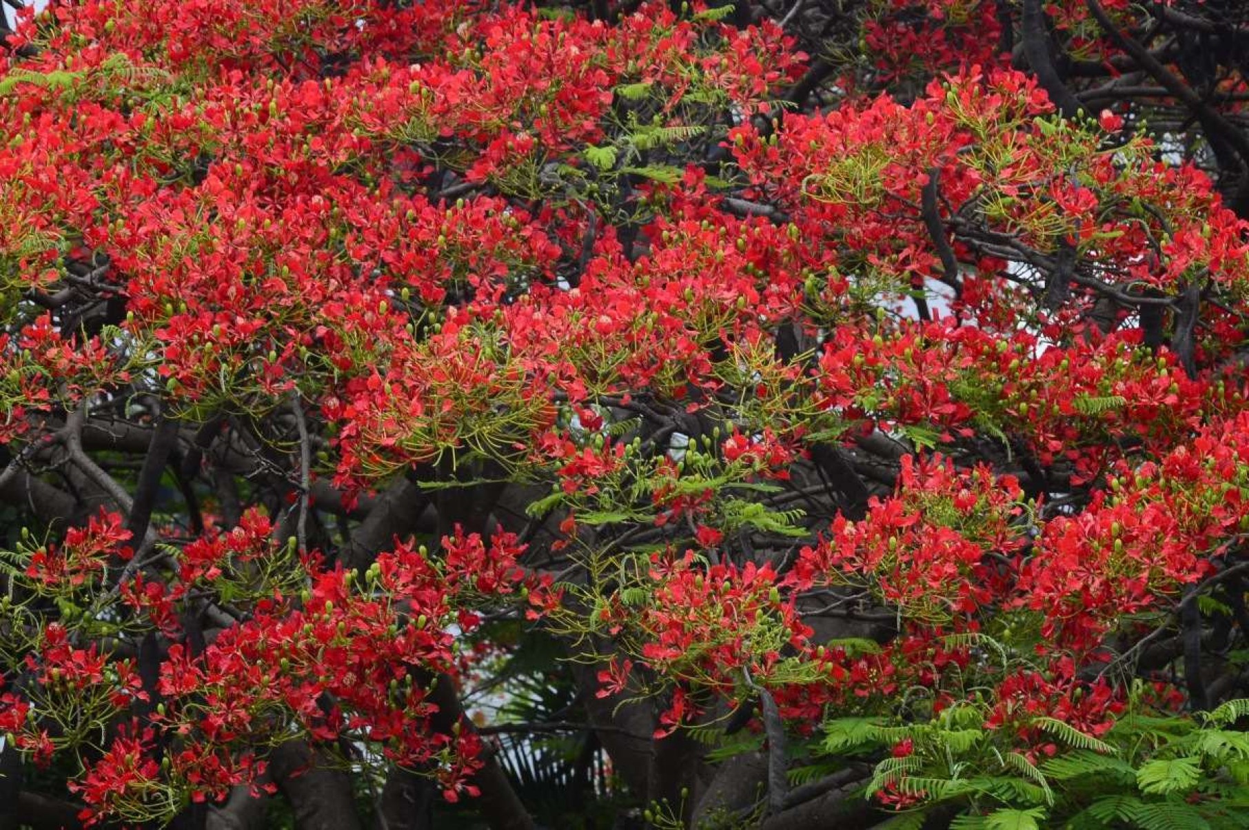 Flamboyants ganham as ruas de Brasília