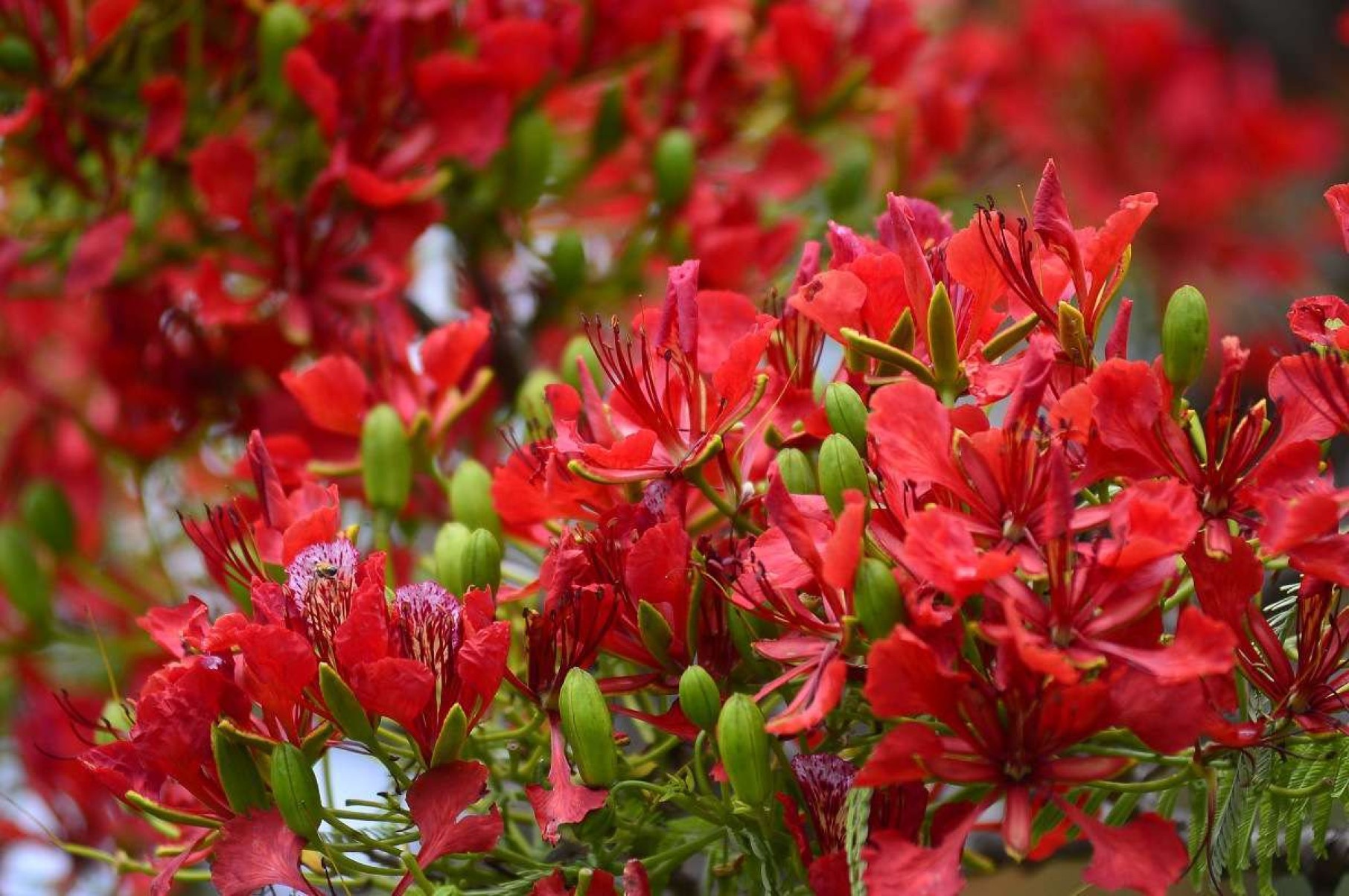 Flamboyants ganham as ruas de Brasília