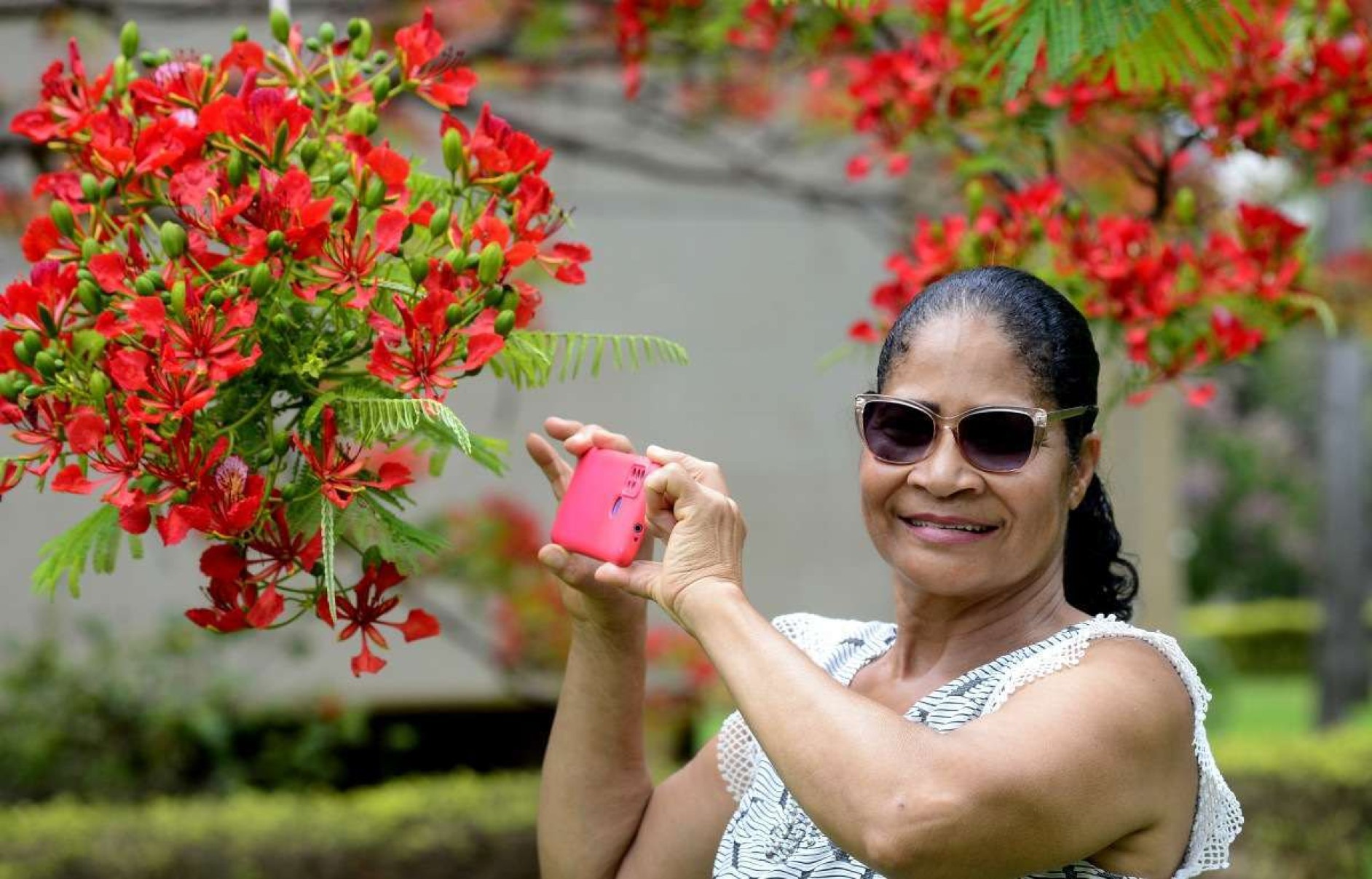 Flamboyants ganham destaque nas ruas do DF e encantam moradores