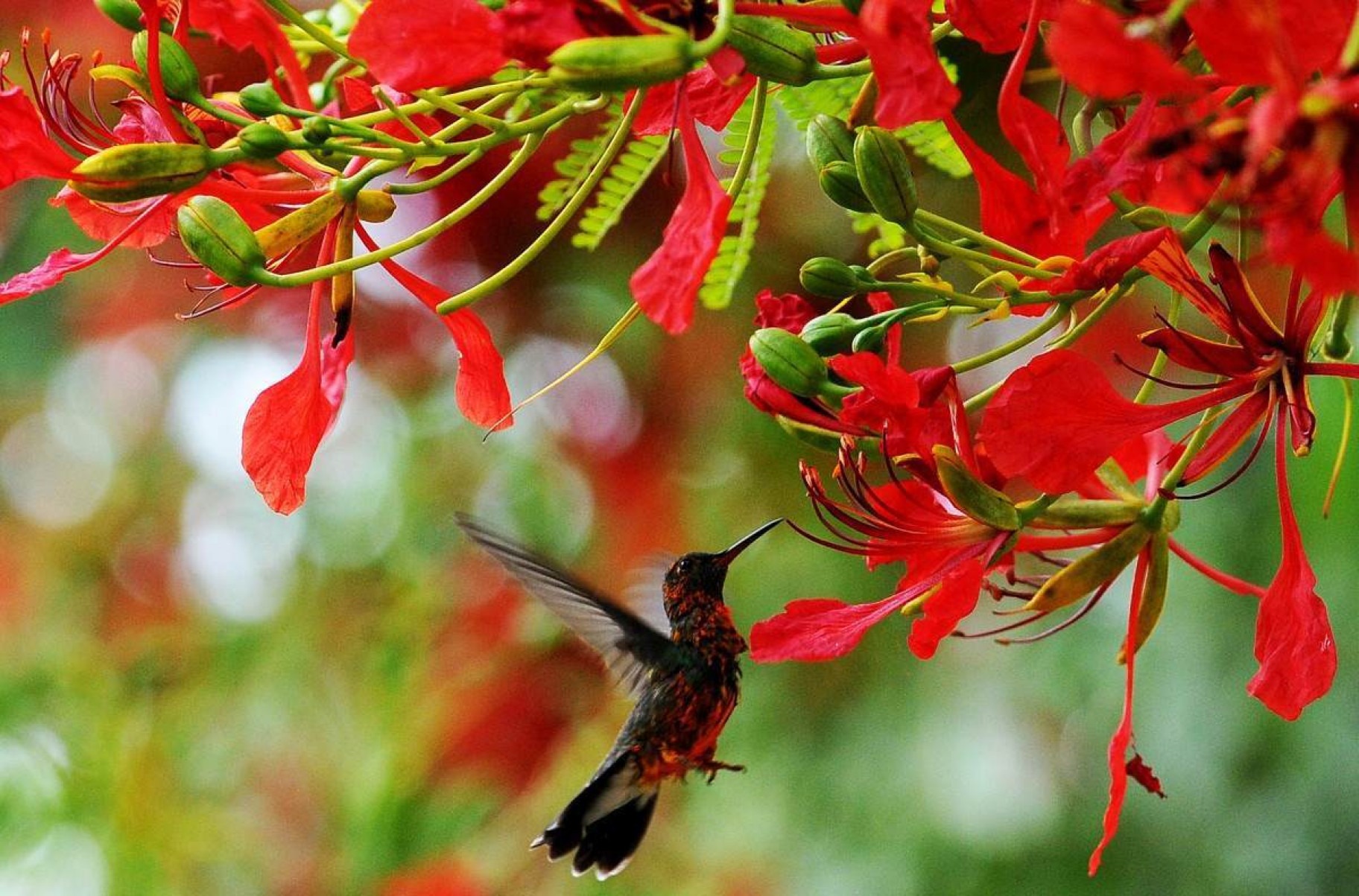 Flamboyants ganham as ruas de Brasília     