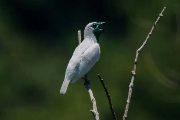 Ave Araponga -  (crédito: Reprodução/Animalia)