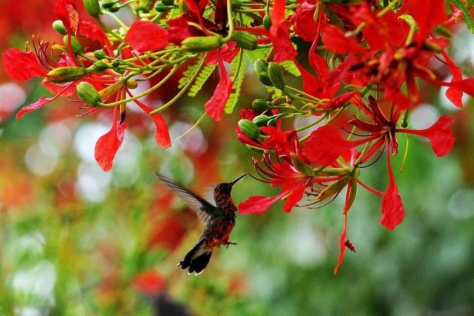 Flamboyants ganham as ruas de Brasília em outubro
