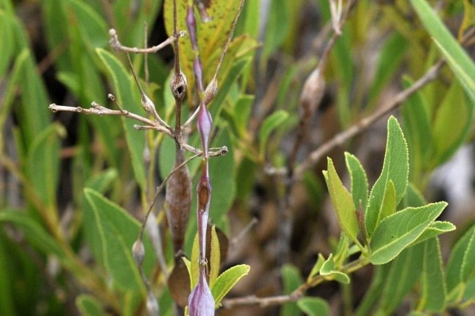 ... e a Eriope cristalinae são encontadas somente na região
