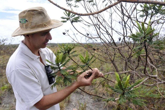 O pesquisador da Embrapa Marcelo Simon mostra espécie do Cerrado em um campo preservado