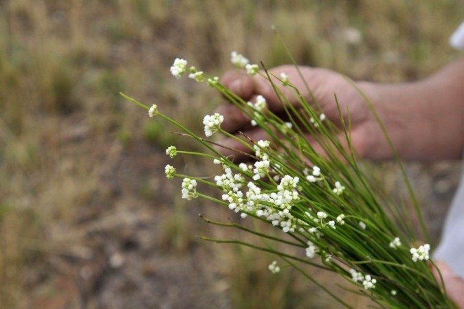 Após o longo período de seca e com a chegada das chuvas, espécies que ainda não estão ameaçadas começam a colorir o Cerrado. Especialista diz que é necessário impedir a frequência de queimadas
