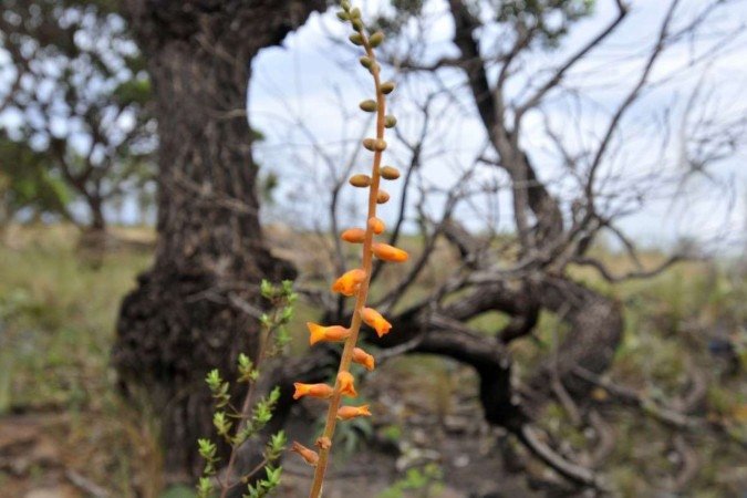 Dyckia stenophylla – não é ameaçada e só é registrada no estado de Goiás