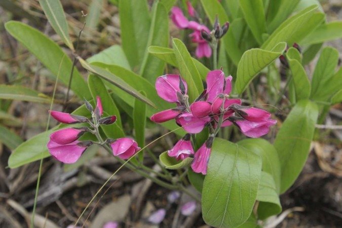 Cerradicola peduncularis – não é ameaçada e tem ampla distribuição no Cerrado