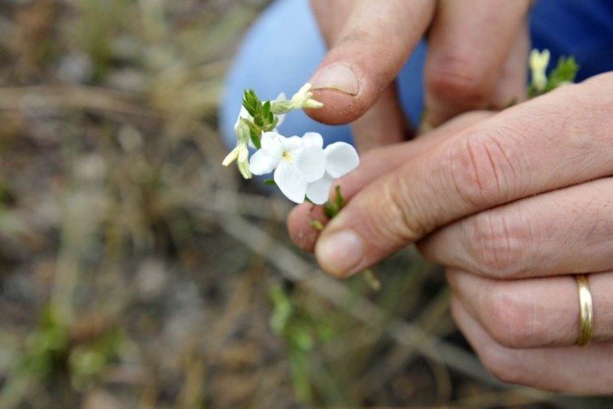 29/10/2024. Crédito: Minervino Júnior/CB/D.A Press. Brasil.  Brasilia - DF. Área do Cerrado em Cristalina GO que se recupera das queimadas.