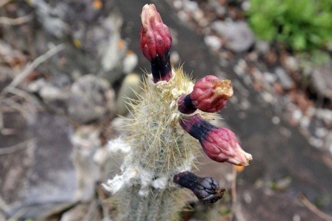  29/10/2024. Crédito: Minervino Júnior/CB/D.A Press. Brasil.  Brasilia - DF. Área do Cerrado em Cristalina GO que se recupera das queimadas.