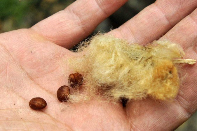 Eriotheca pubescens – não é ameaçada e tem ampla distribuição no Cerrado