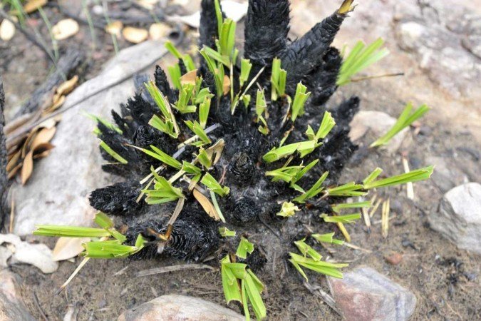  29/10/2024. Crédito: Minervino Júnior/CB/D.A Press. Brasil.  Brasilia - DF. Área do Cerrado em Cristalina GO que se recupera das queimadas.