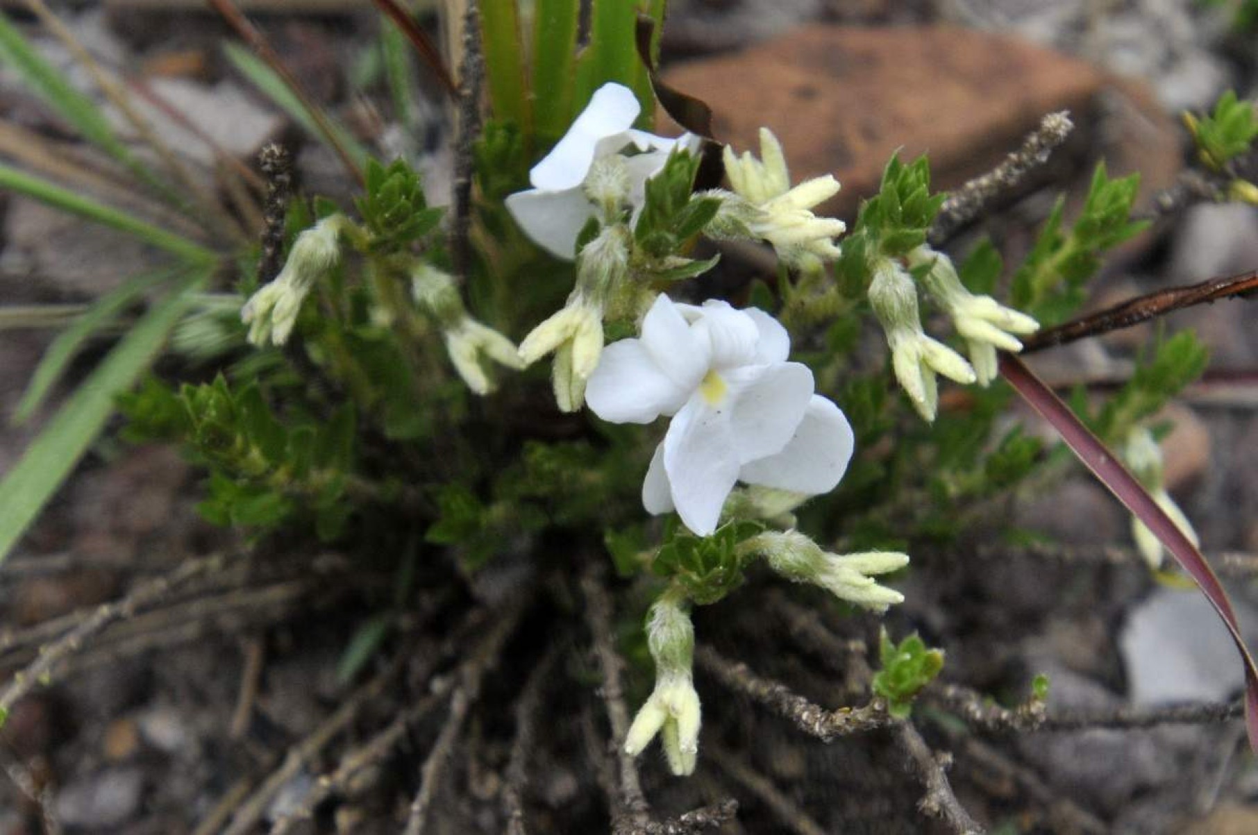 Cristalina (GO) abriga espécies raras de plantas ameaçadas de extinção