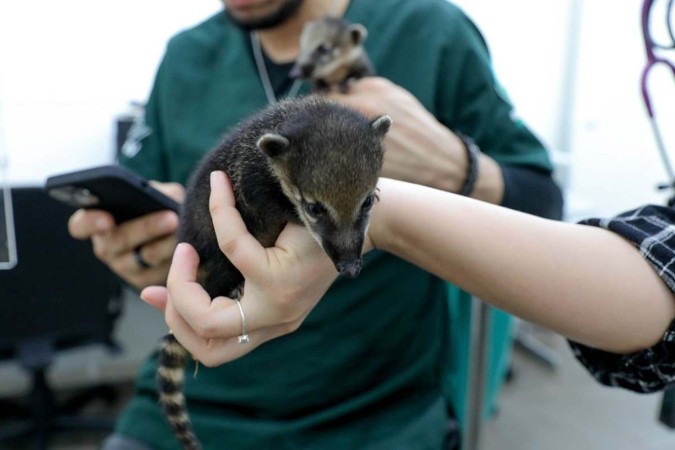 
Filhotes de quati são atendidos no Hfaus, após serem encontrados durante um serviço de poda preventiva no Parque Nacional  -  (crédito: Matheus H. Souza/Agência Brasília)