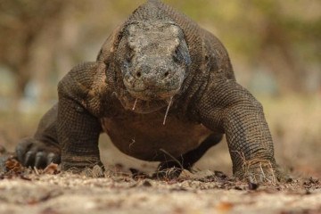 Dragão de Komodo -  (crédito: Reprodução/Freepik)