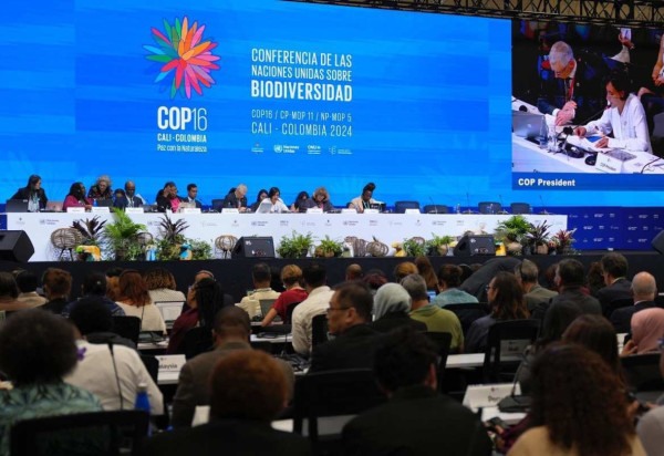  COP16/Divulgação