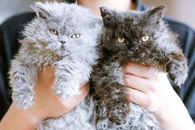 Gatos com pelagem cacheada se destacam dos demais (Imagem: Jilin Su | Shutterstock) - (crédito: EdiCase) Gatos com pelagem cacheada se destacam dos demais (Imagem: Jilin Su | Shutterstock) - (crédito: EdiCase)