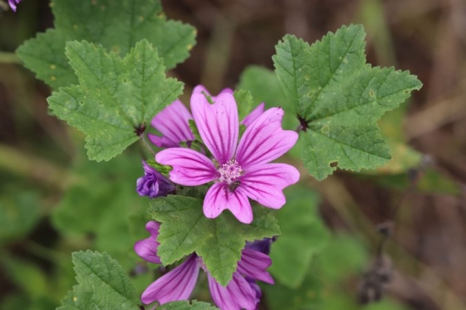 A malva é uma planta que oferece diversos benefícios à saúde (Imagem: Lewis Pidoux | Shutterstock) -  (crédito: EdiCase)