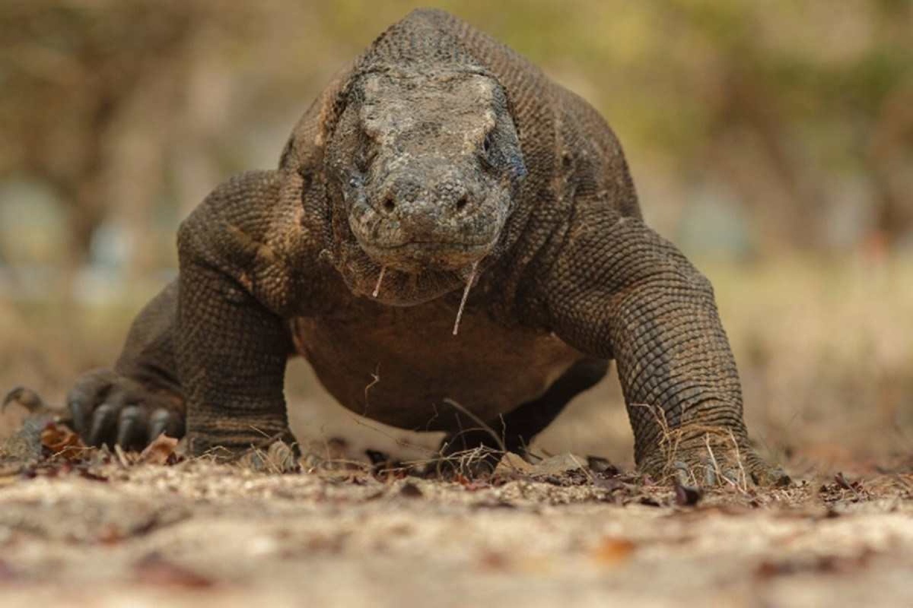 O dragão da vida real: maior lagarto do mundo pode chegar a 150kg