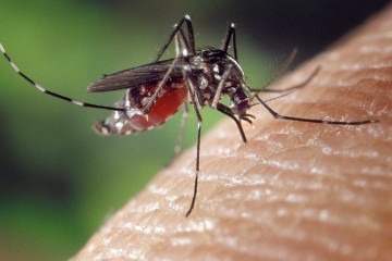 Cientistas desvendaram o paladar dos mosquitos Aedes albopictus, também conhecido como mosquito-tigre asiático -  (crédito: Divulgação/CDC)