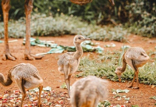 Zoo/ Divulgação 