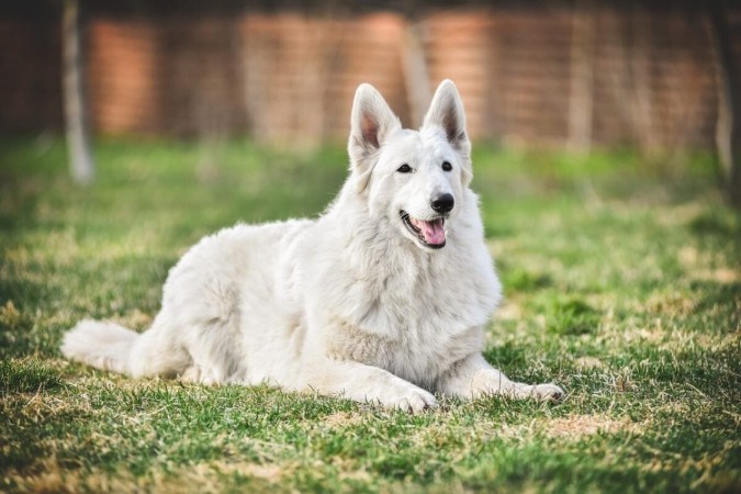 O pastor branco suíço é um cachorro de porte médio a grande (Imagem: Oksamutnaya
| Shutterstock)   -  (crédito: EdiCase)