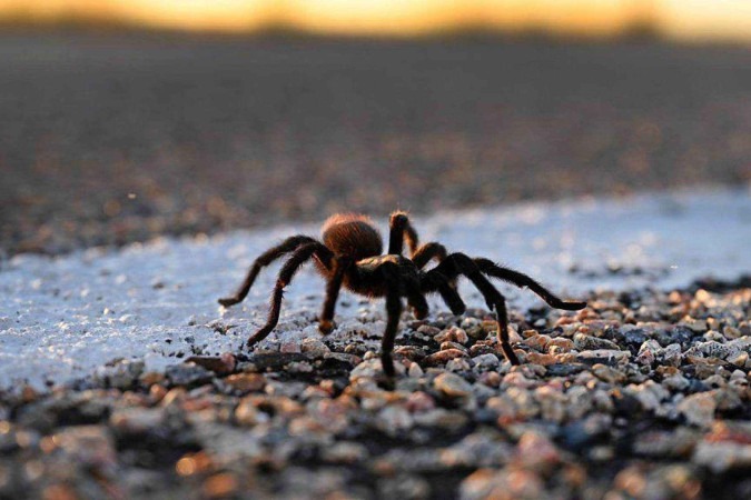 São animais dóceis com humanos -  (crédito: Getty Images)