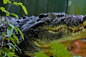 'Ele era mais do que apenas um crocodilo. Ele era um membro querido da nossa família', diz nota publicada no Facebook do refúgio que Cassius vivia -  (crédito: Reprodução/Green Island Resort)