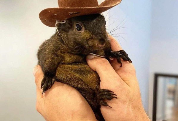 Instagram/Reprodução (@peanut_the_squirrel12)