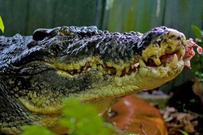 Maior crocodilo do mundo morre na Austrália