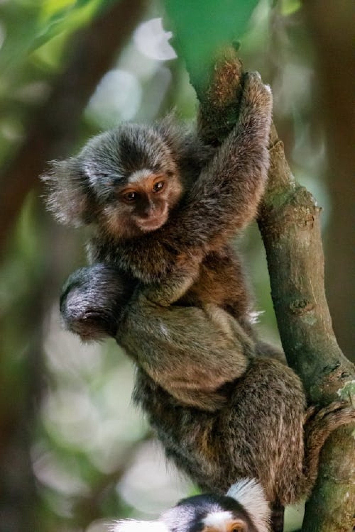 Destinos sustentáveis permitem vivenciar experiências próximas da natureza -  (crédito: DINO)