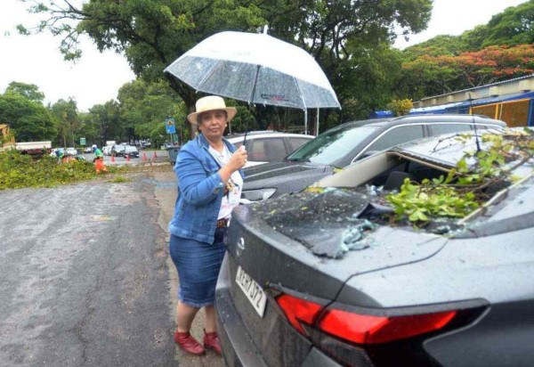 Árvore fez estragos ao cair em frente a escola na Asa Norte -  (crédito: Ed Alves/CB/D.A. Press)