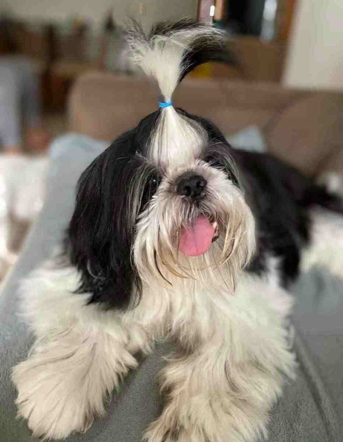 Sushi, a shih tzu da  tutora Ana Rafaella, faleceu há quatro anos em decorrência  de um câncer