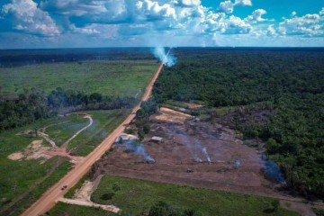 Tendência de alta no desmatamento pode ser especialmente preocupante no ano em que o Brasil sedia a Cúpula do Clima das Nações Unidas (COP-30), novembro, em Belém -  (crédito: Reprodução/INFO AMAZONIA)