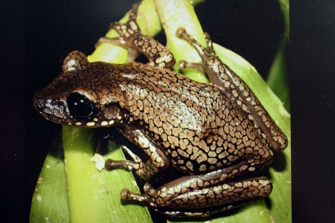 Nyctimantis diadorim é a nova espécie do bioma